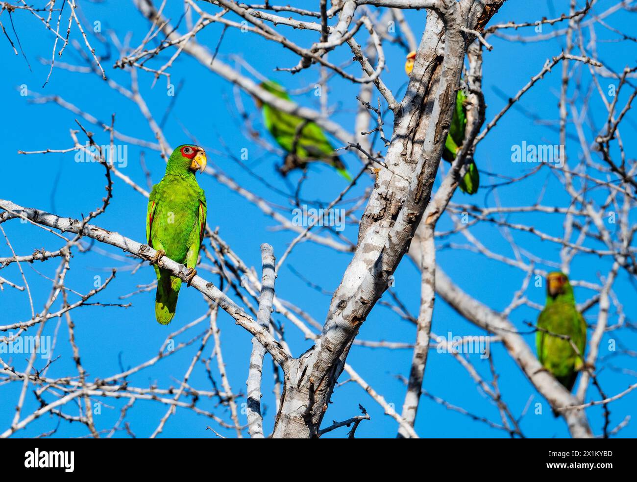 Perroquets à fronts blancs (Amazona albifrons) perchés sur un arbre. Oaxaca, Mexique. Banque D'Images