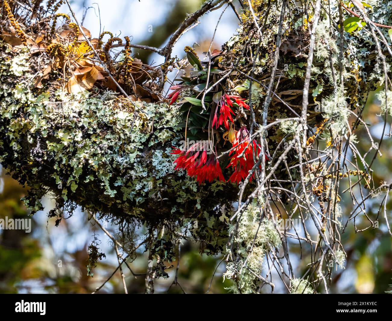 Fleurs rouges d'orchidée Cattleya (Alamania punicea) sur un tronc d'arbre couvert de mousse. Oaxaca, Mexique. Banque D'Images