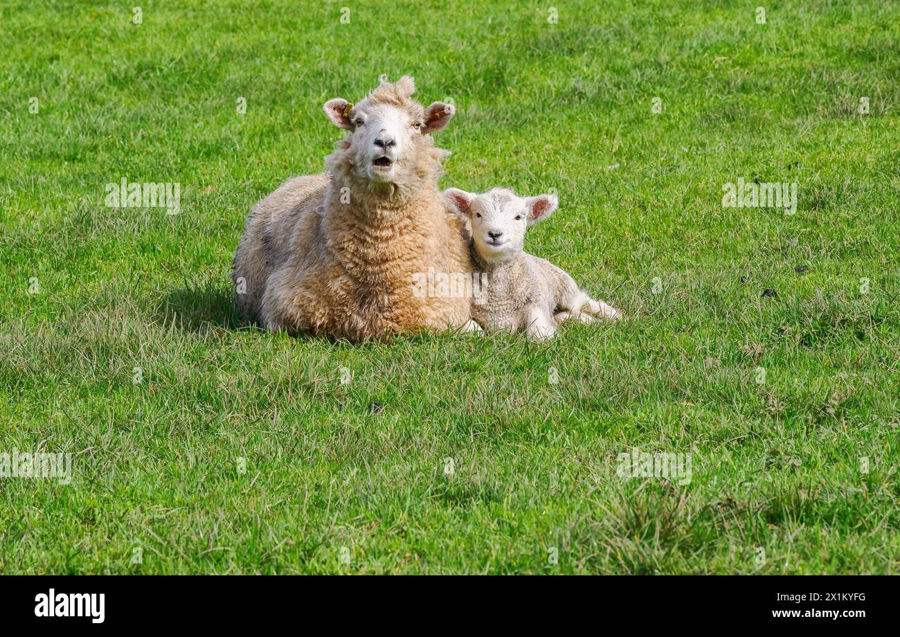 Brebis à face blanche et son agneau d'une semaine se câlin dans un champ Somerset au début du printemps au Royaume-Uni Banque D'Images
