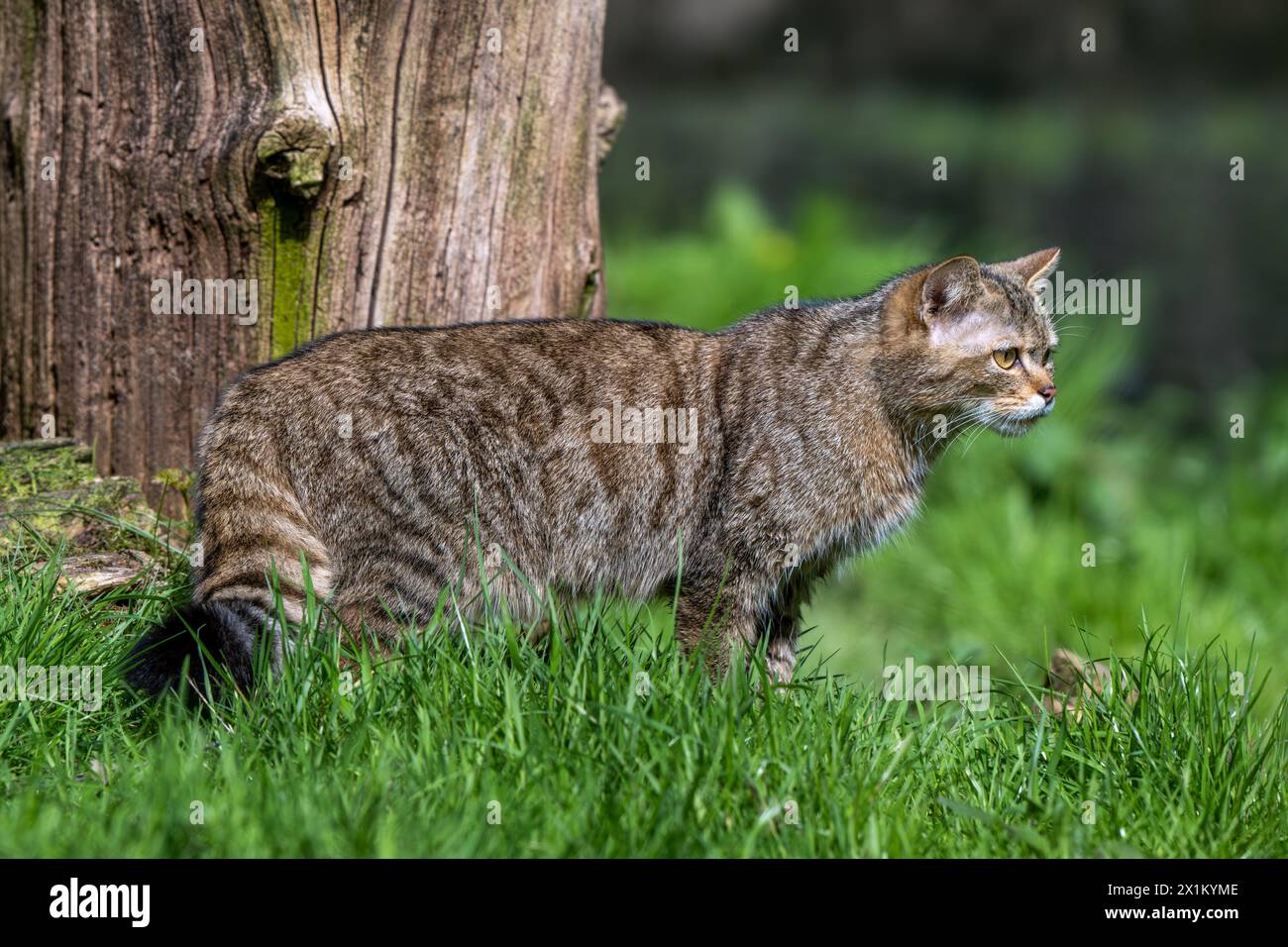Chat sauvage européen (Felis silvestris silvestris) chassant dans la prairie à la lisière de la forêt Banque D'Images