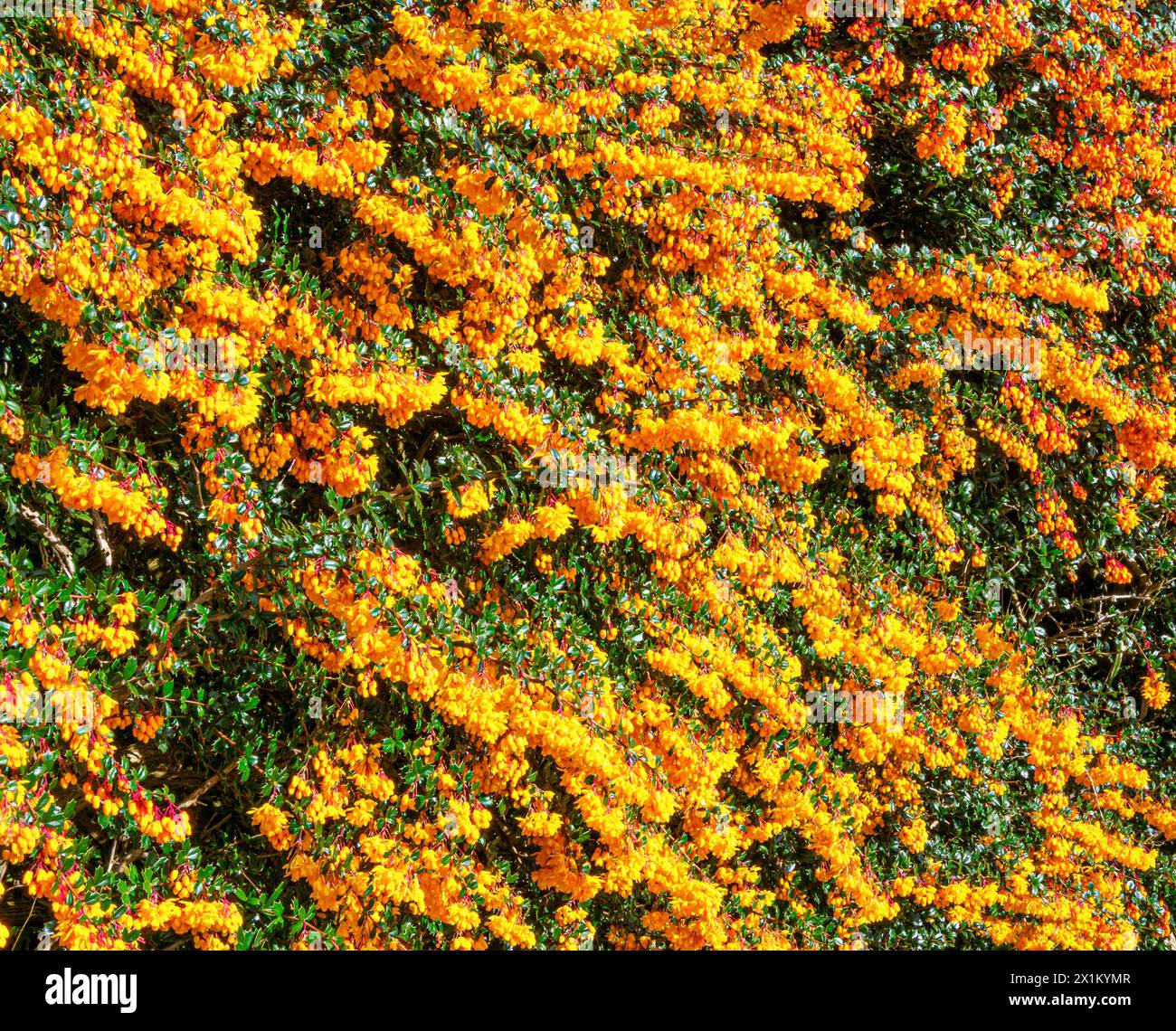 Arbuste Berberis darwinii en pleine fleur dans un jardin Somerset UK Banque D'Images