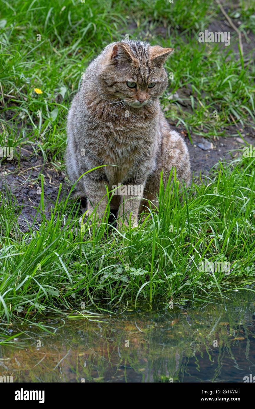 Chat sauvage européen / chat sauvage (Felis silvestris silvestris) assis sur la rive de l'étang / rive du lac regardant les poissons et les grenouilles dans l'eau Banque D'Images