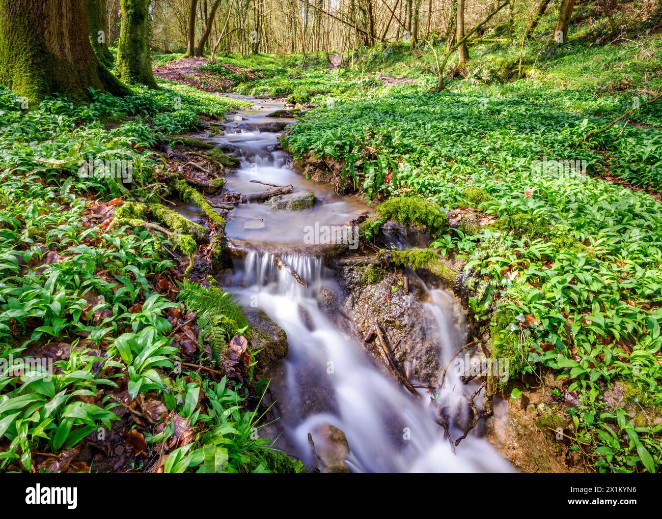 Ruisseau traversant Tanpit Wood dans la région de Gordano à East Somerset UK au début du printemps Banque D'Images