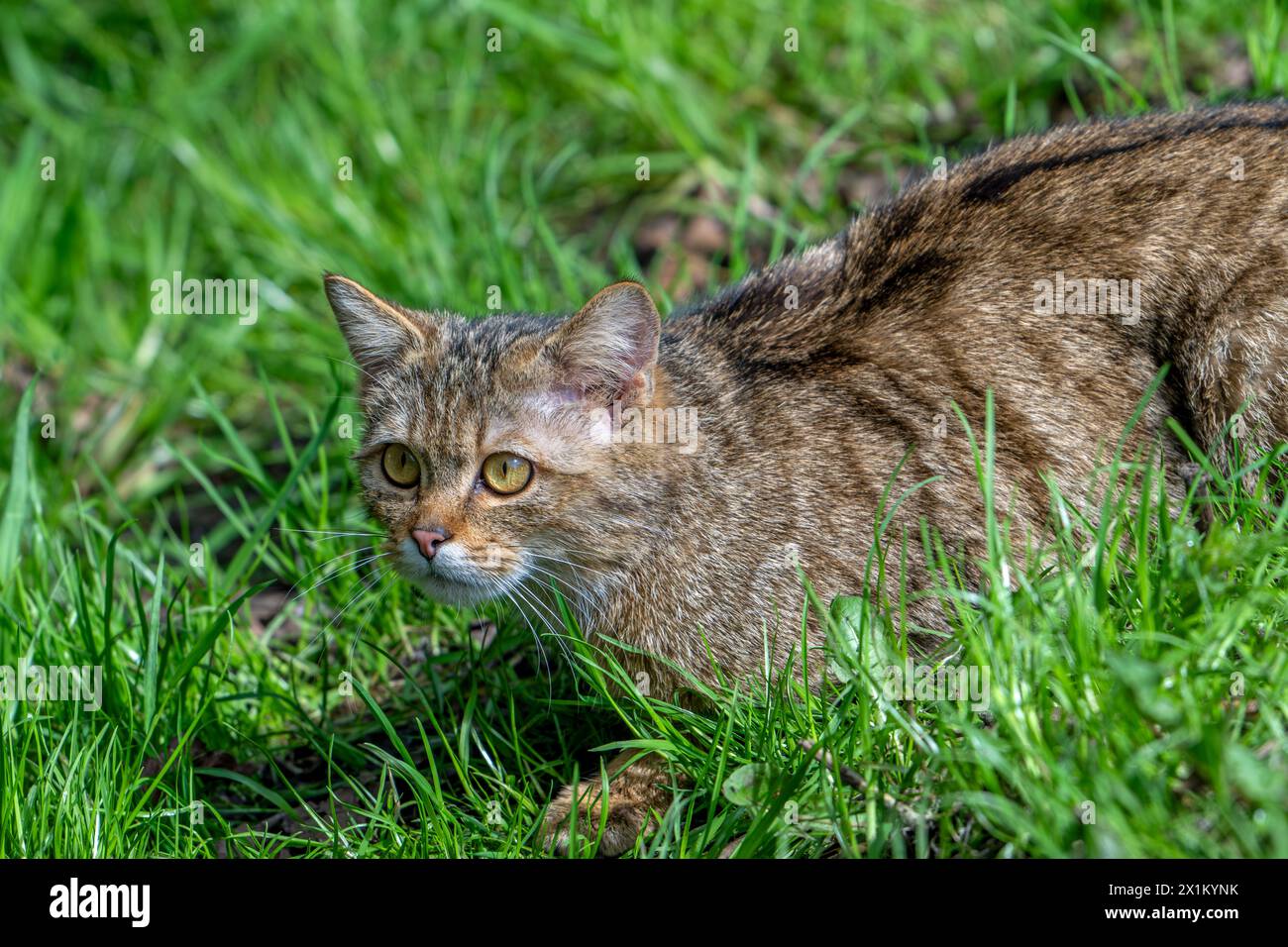 Chat sauvage européen / chat sauvage (Felis silvestris silvestris) chasse des proies dans les prairies / prairies Banque D'Images