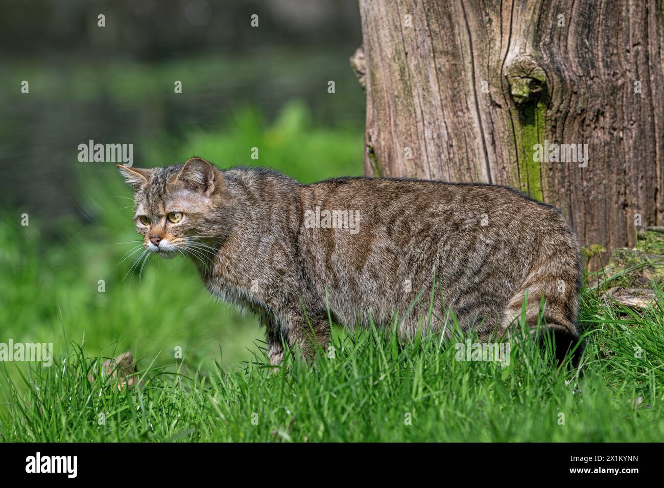 Chat sauvage européen / chat sauvage (Felis silvestris silvestris) chassant des proies dans les prairies / prairies à la lisière de la forêt Banque D'Images