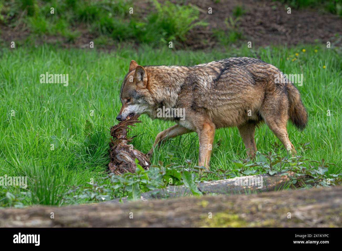 Loup eurasien / loup gris (Canis lupus lupus) mangeant oiseau tué dans la forêt Banque D'Images