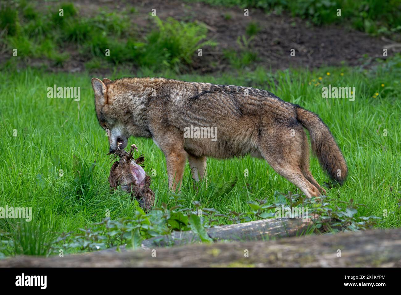 Loup eurasien / loup gris (Canis lupus lupus) mangeant oiseau tué dans la forêt Banque D'Images