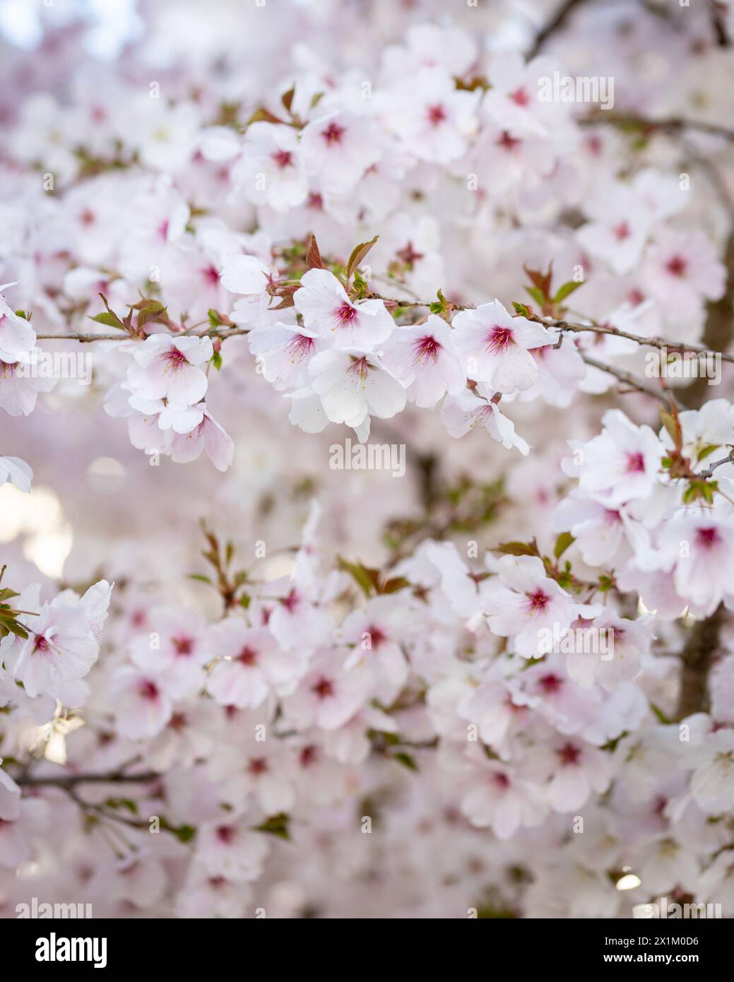Petit arbre plein de fleurs de cerisier en floraison printanière pendant une courte période. Banque D'Images Petit arbre plein de fleurs de cerisier en floraison printanière pendant une courte période. Banque D'Images