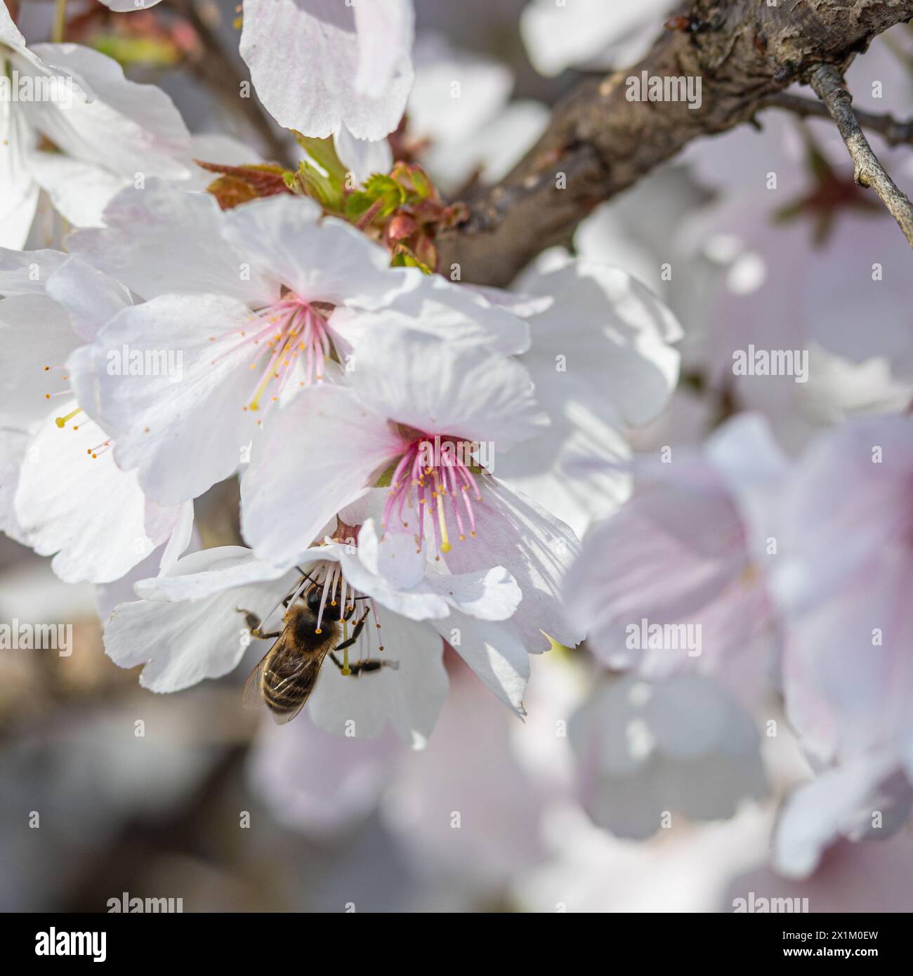 Gros plan de fleurs de cerisier au printemps avec de belles couleurs blanches et roses. Une abeille recueille le nectar dans les fleurs. Banque D'Images Gros plan de fleurs de cerisier au printemps avec de belles couleurs blanches et roses. Une abeille recueille le nectar dans les fleurs. Banque D'Images
