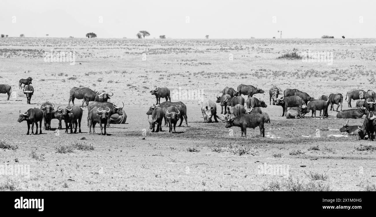 White Rhino et Cape Buffalo à un point d'eau dans la savane d'Afrique australe Banque D'Images