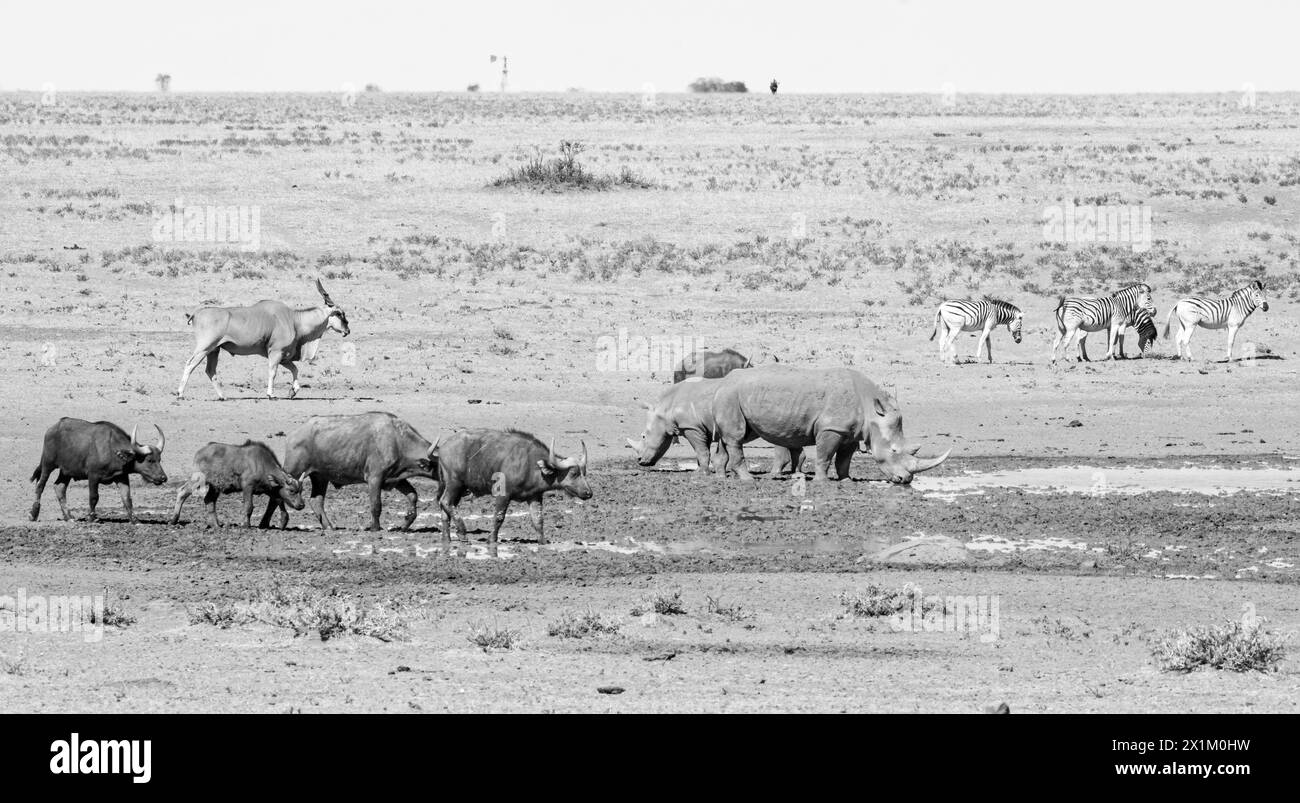White Rhino et Cape Buffalo à un point d'eau dans la savane d'Afrique australe Banque D'Images