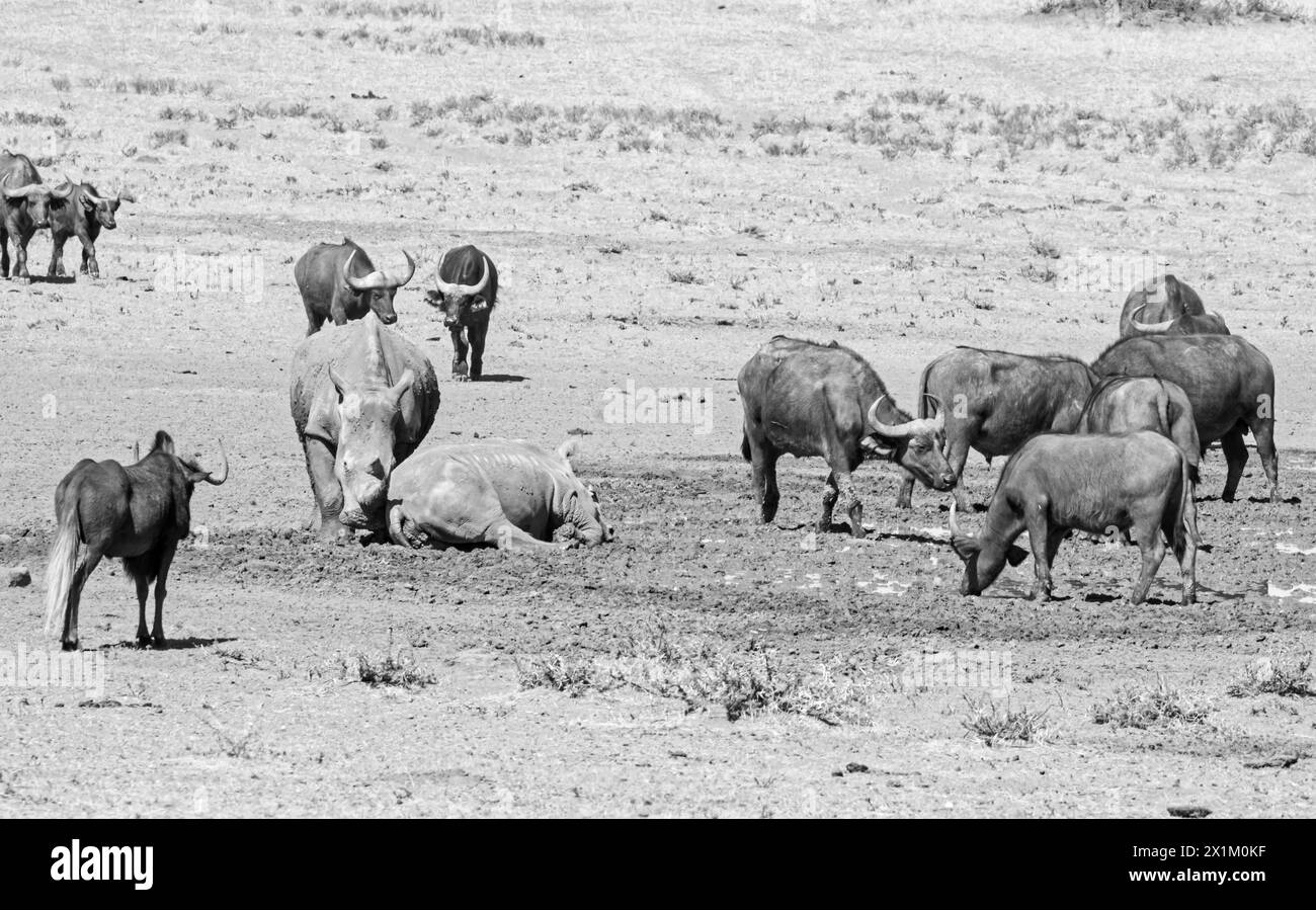 White Rhino et Cape Buffalo à un point d'eau dans la savane d'Afrique australe Banque D'Images