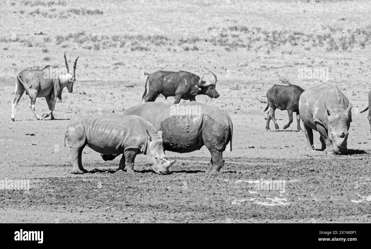 White Rhino et Cape Buffalo à un point d'eau dans la savane d'Afrique australe Banque D'Images