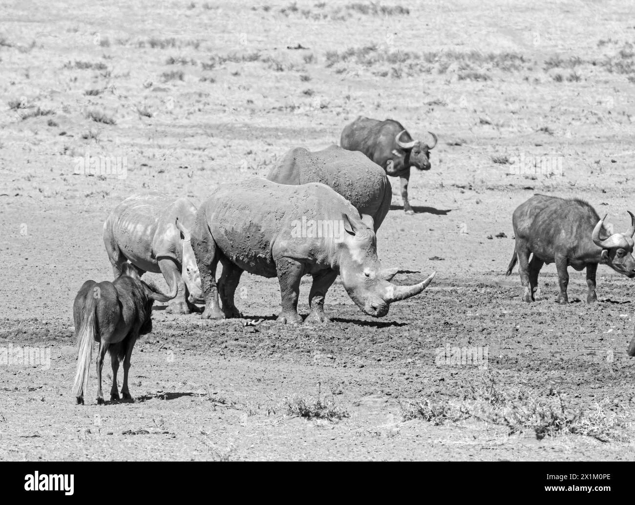 White Rhino et Cape Buffalo à un point d'eau dans la savane d'Afrique australe Banque D'Images