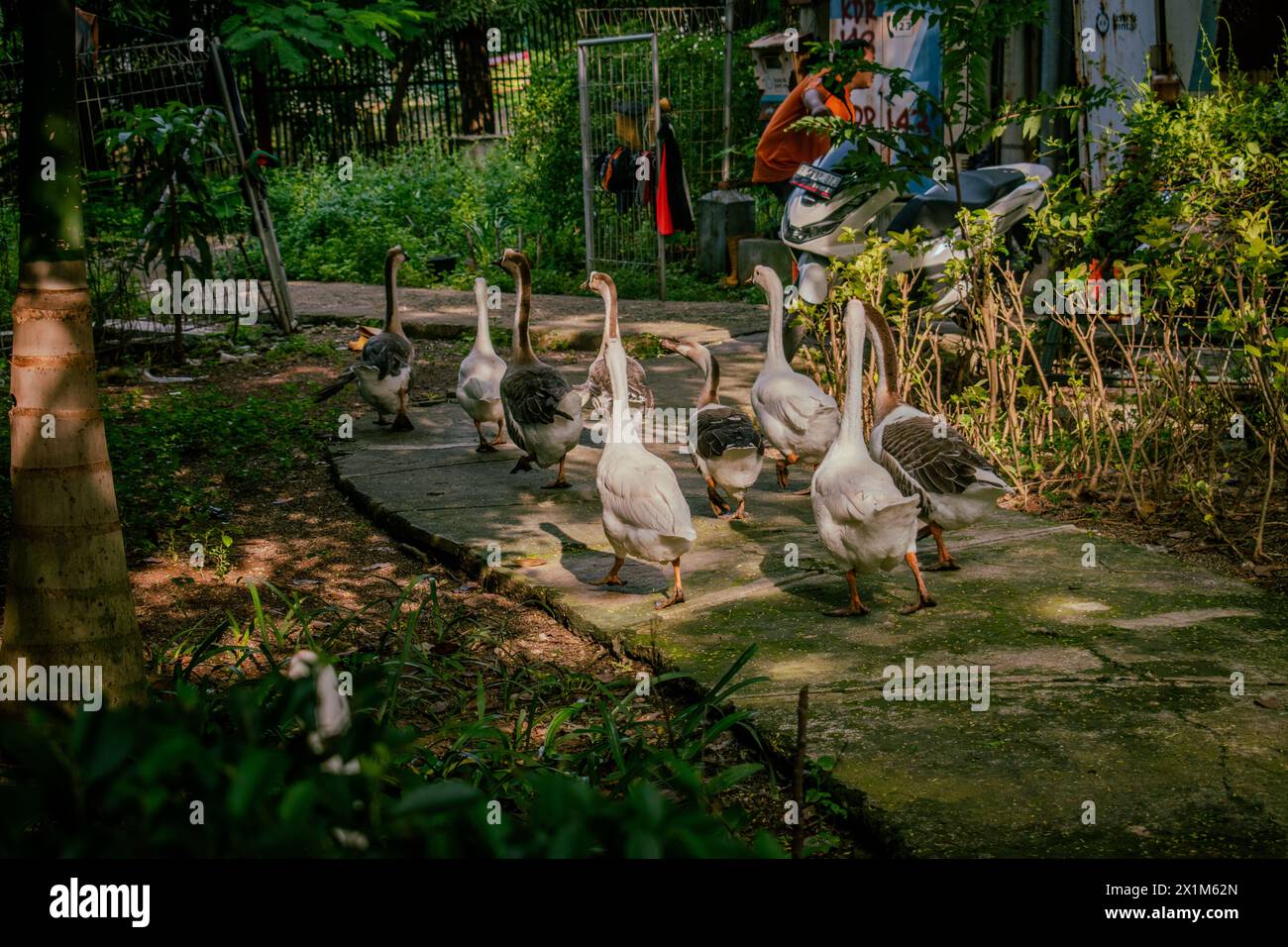 Jakarta, Indonésie - un troupeau de canards marche sur le bord d'un réservoir dans le centre de Jakarta, Indonésie Banque D'Images