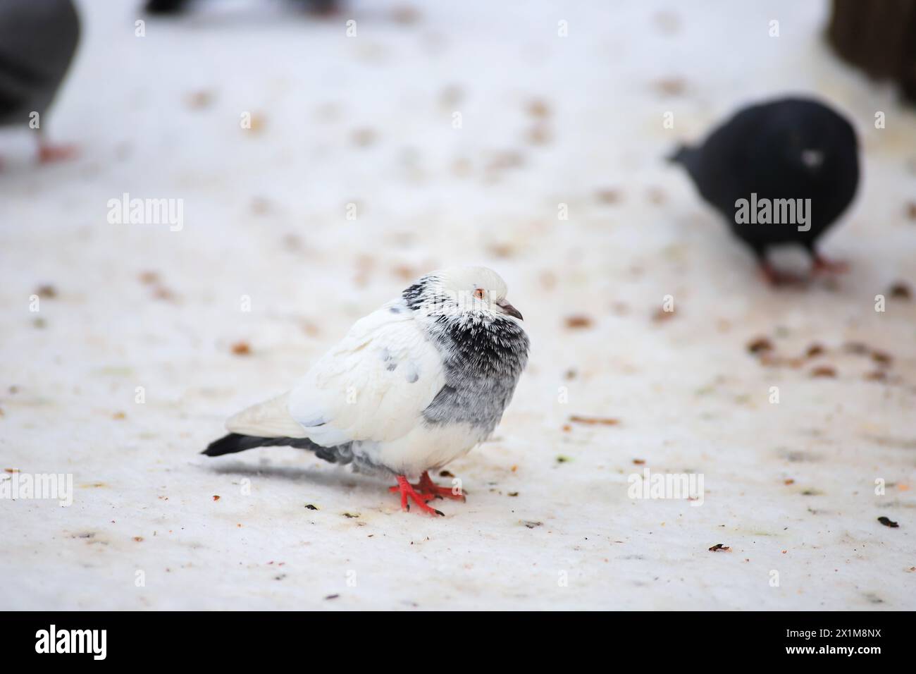 Un pigeon blanc est assis sur la neige dans le froid Banque D'Images