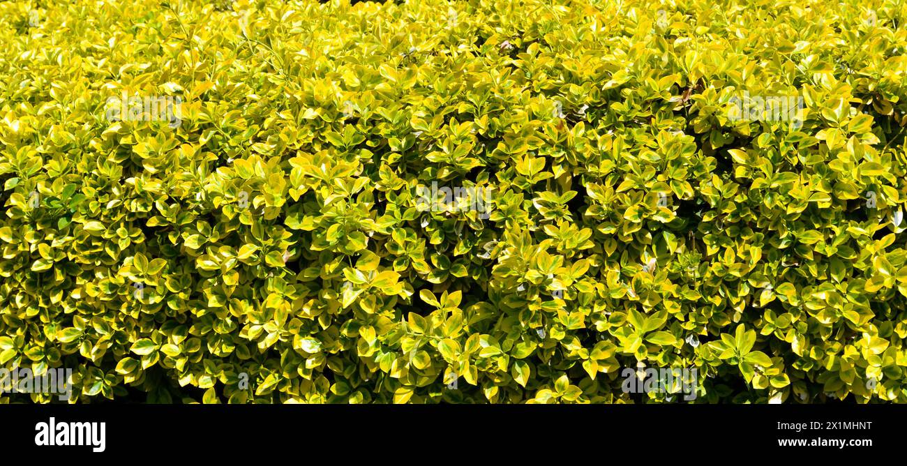 Fond de fuseau Evergreen. Golden Japanese Euonymus Banque D'Images