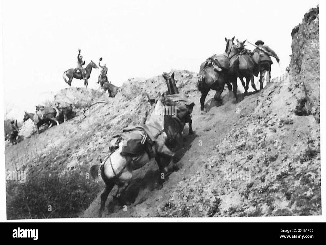 Les chevaux d'une unité indienne de montagne montent le stade final d'une crête pendant l'entraînement, British Army. Banque D'Images