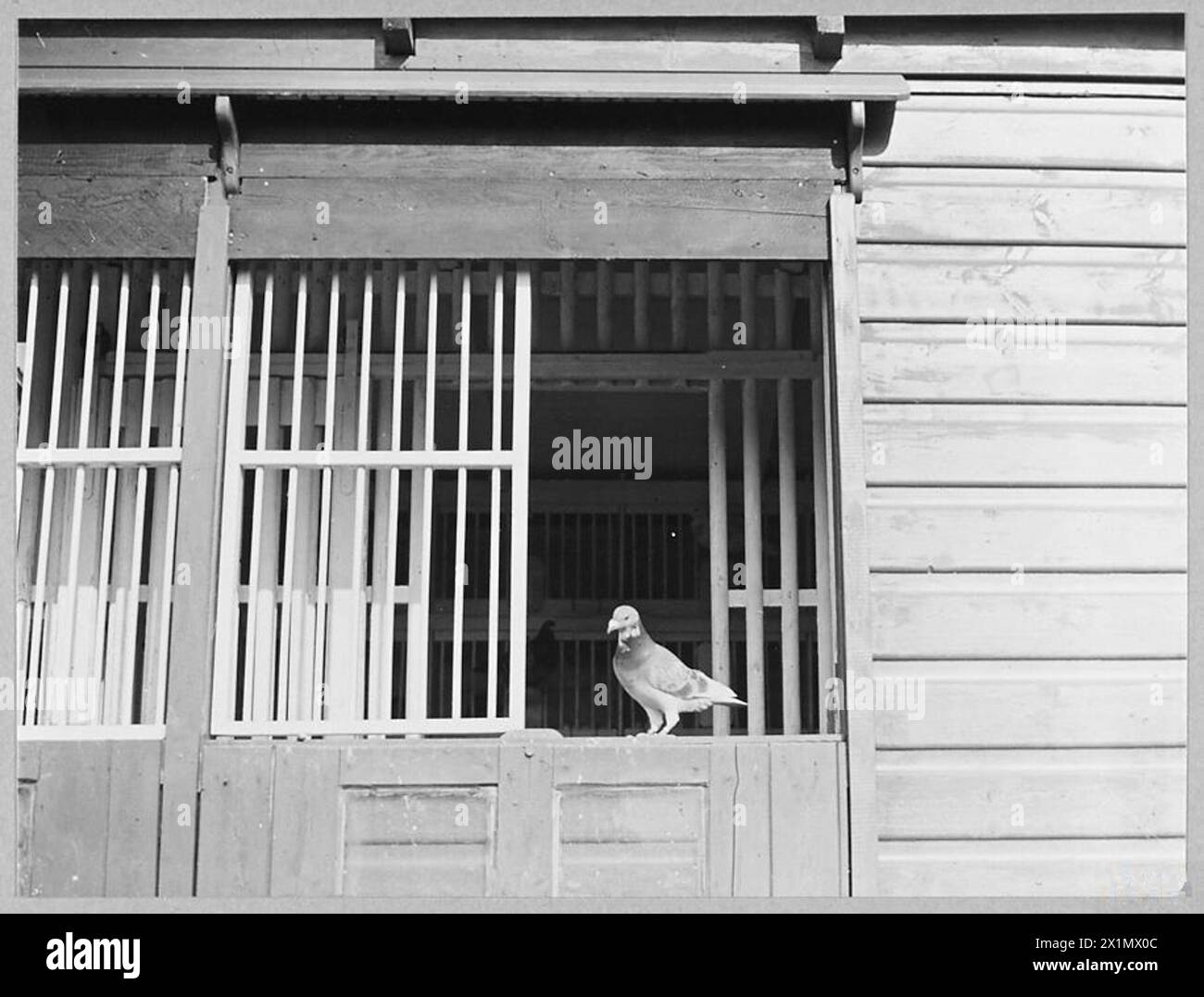 Un pigeon de la RAF effectue un vol de 250 milles au-dessus de l'Atlantique en 1942, rentrant avec succès chez lui pendant la bataille de l'Atlantique. Banque D'Images