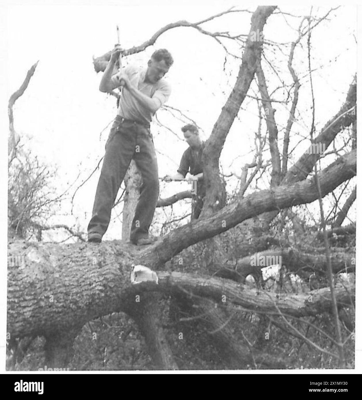 Les bushmen de Nouvelle-Zélande enlèvent les membres d'un arbre tombé pendant les opérations de travail, British Army. Banque D'Images