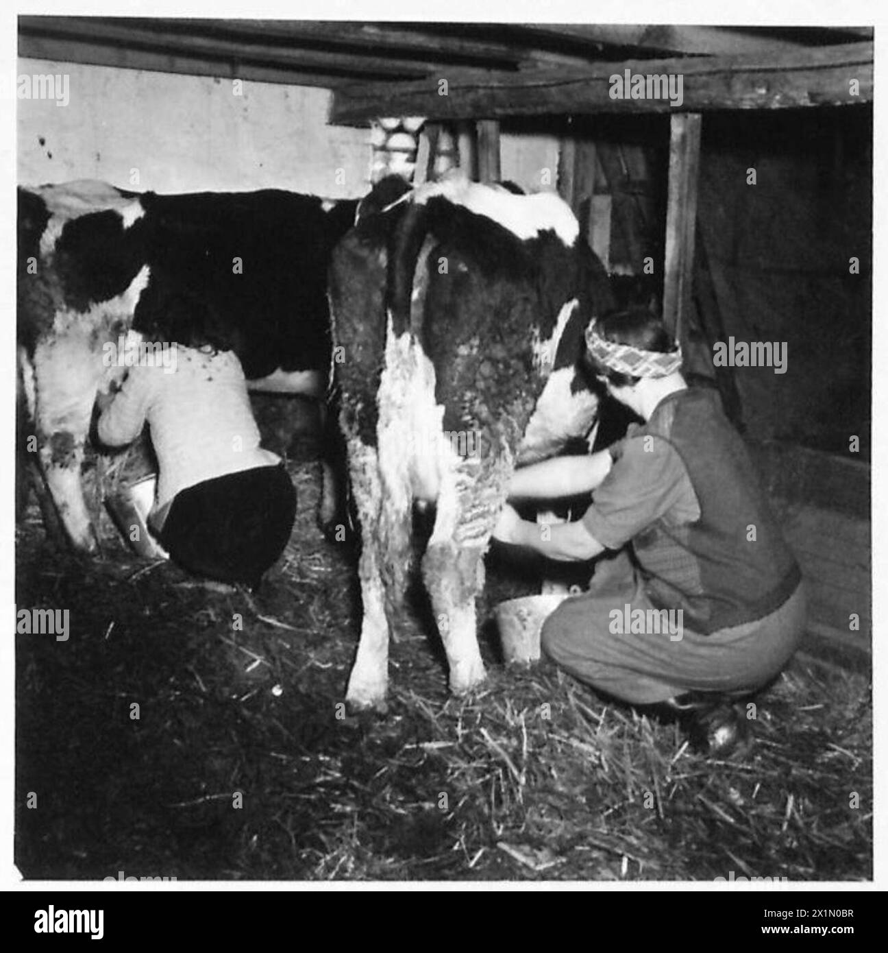 Des civils allemands sous le gouvernement militaire britannique sont montrés en train de traire des vaches dans une ferme, illustrant l'activité agricole pendant l'occupation par le 21e groupe d'armées. Banque D'Images Des civils allemands sous le gouvernement militaire britannique sont montrés en train de traire des vaches dans une ferme, illustrant l'activité agricole pendant l'occupation par le 21e groupe d'armées. Banque D'Images