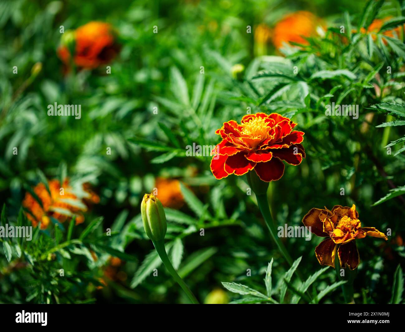 Garden Marigolds : soucis orange vif avec des feuilles vertes luxuriantes dans un jardin. Utilisations : contenu de jardinage, catalogues de plantes, matériel pédagogique. Banque D'Images