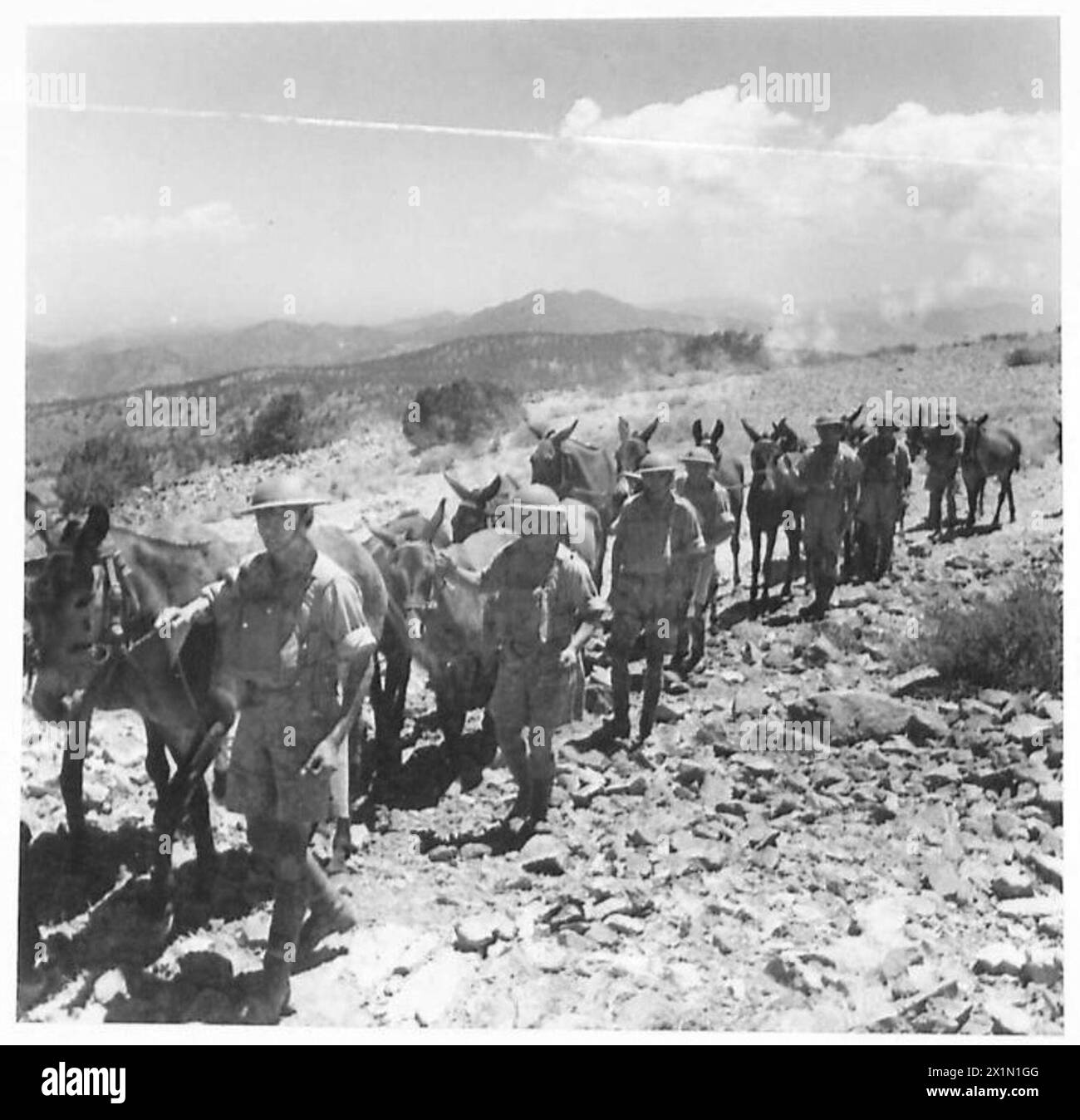 Cyprus Company les conducteurs d'unité de pack mènent des mules sur un terrain accidenté pendant les opérations de l'armée. Banque D'Images
