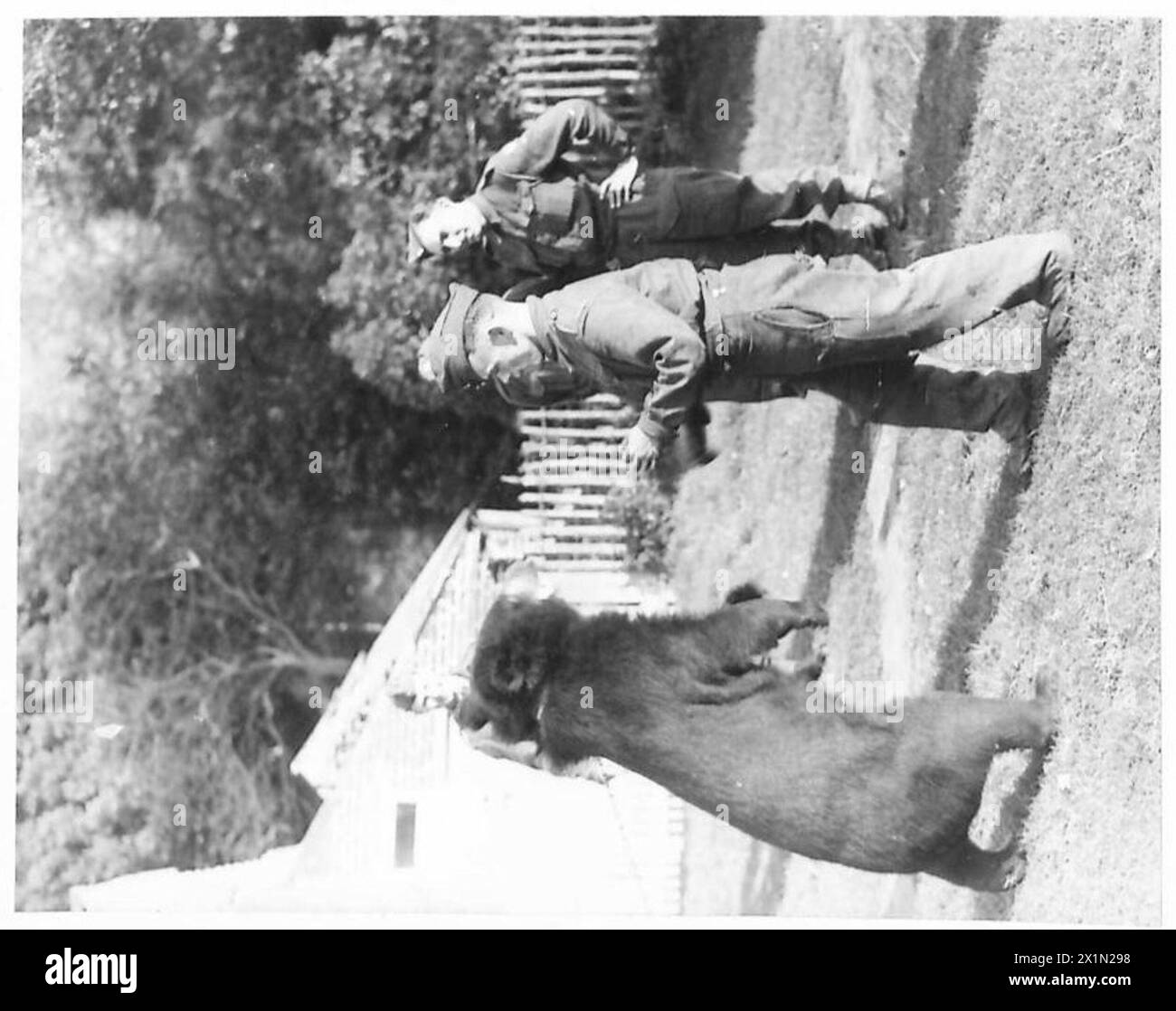 Billy la mascotte de l'ours et son gardien démontrent des techniques de combat non armées, British Army. Banque D'Images