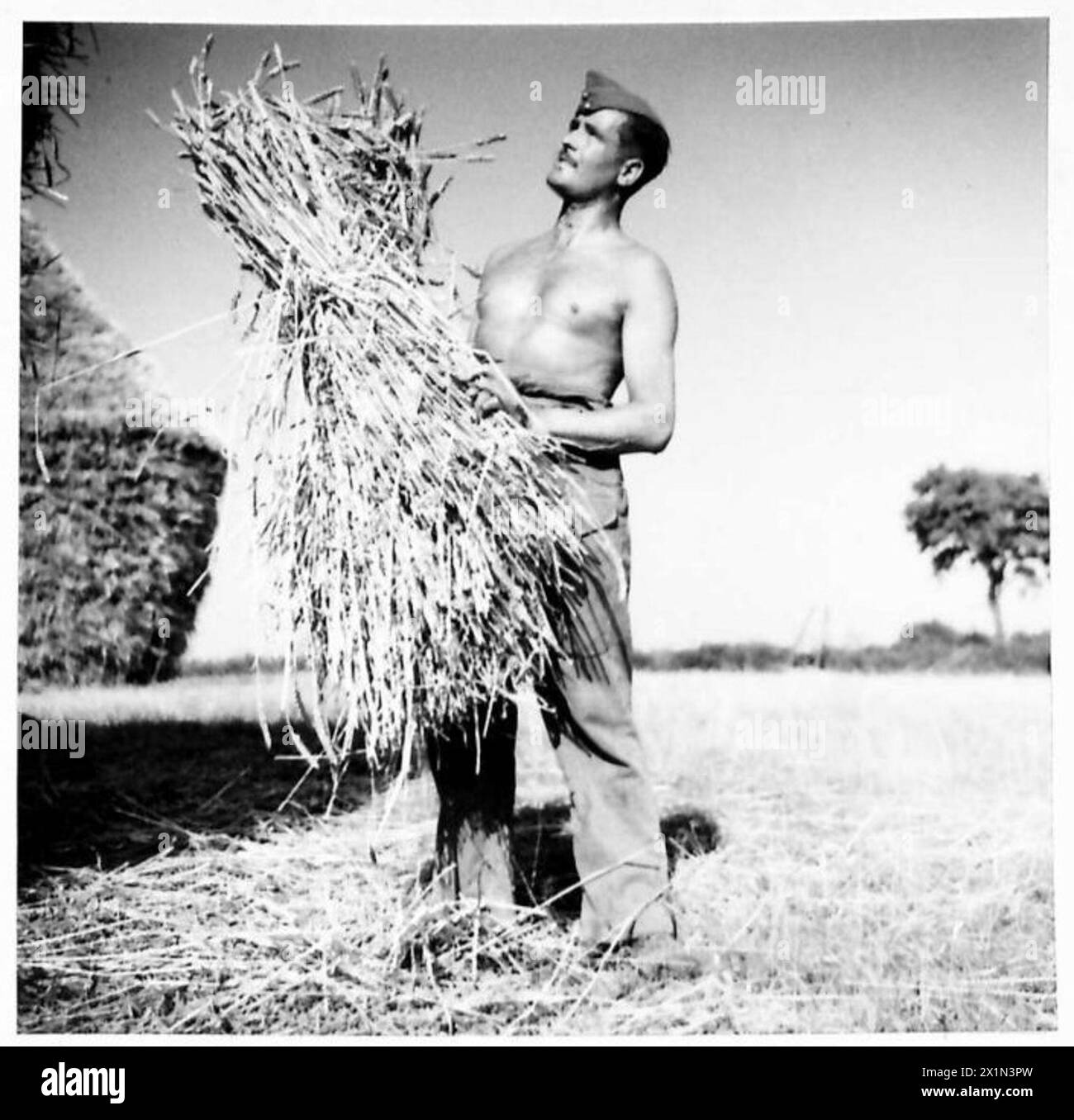 Un soldat remet la dernière gerbe de maïs pendant la récolte au champ, aidant au travail agricole, armée britannique. Banque D'Images