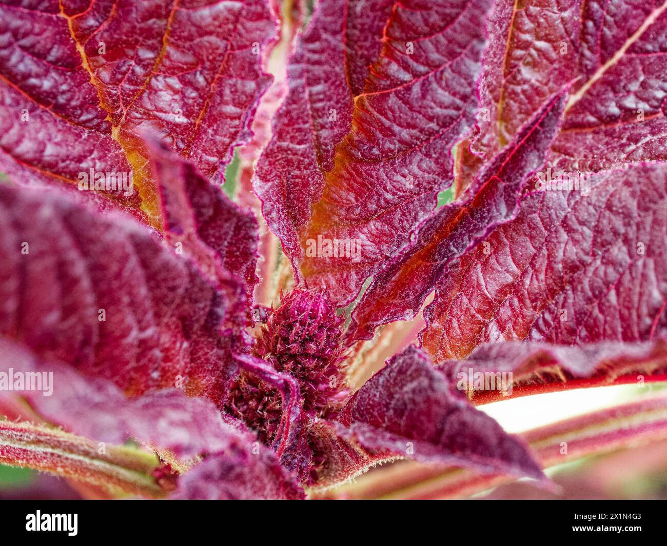 Gros plan capturant les motifs complexes sur les feuilles rougeâtres. Banque D'Images