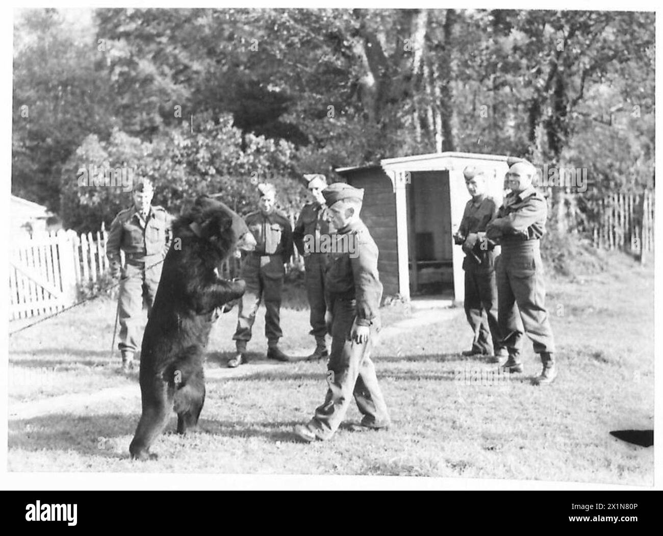 Une mascotte d'ours nommée Billy et son gardien démontrent des techniques de combat non armées pour le personnel de l'armée britannique. Banque D'Images