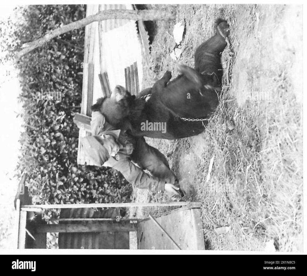 La mascotte de l'ours de l'armée Billy et son gardien démontrent des techniques de combat non armées, l'armée britannique. Banque D'Images