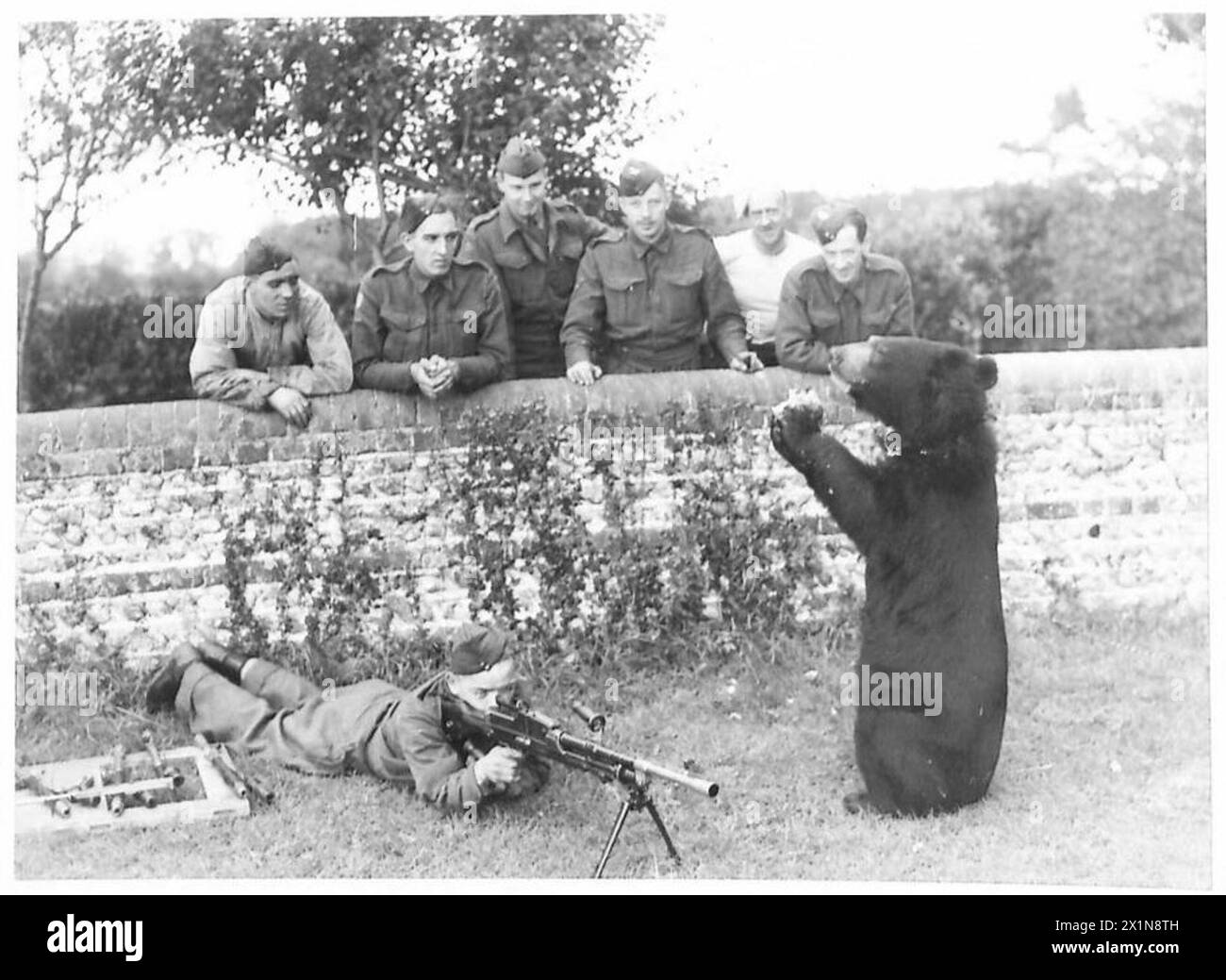 La mascotte de l'ours de l'armée britannique « Billy » est assise pour déjeuner aux côtés de son gardien, armé d'un pistolet Bren, lors des activités de routine du camp. Banque D'Images
