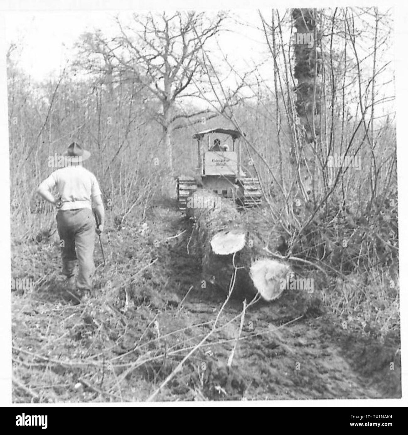 Les bushmen de Nouvelle-Zélande transportent un arbre à travers les sous-bois jusqu'aux patins pour le transport vers une scierie pendant les opérations forestières de l'armée britannique. Banque D'Images