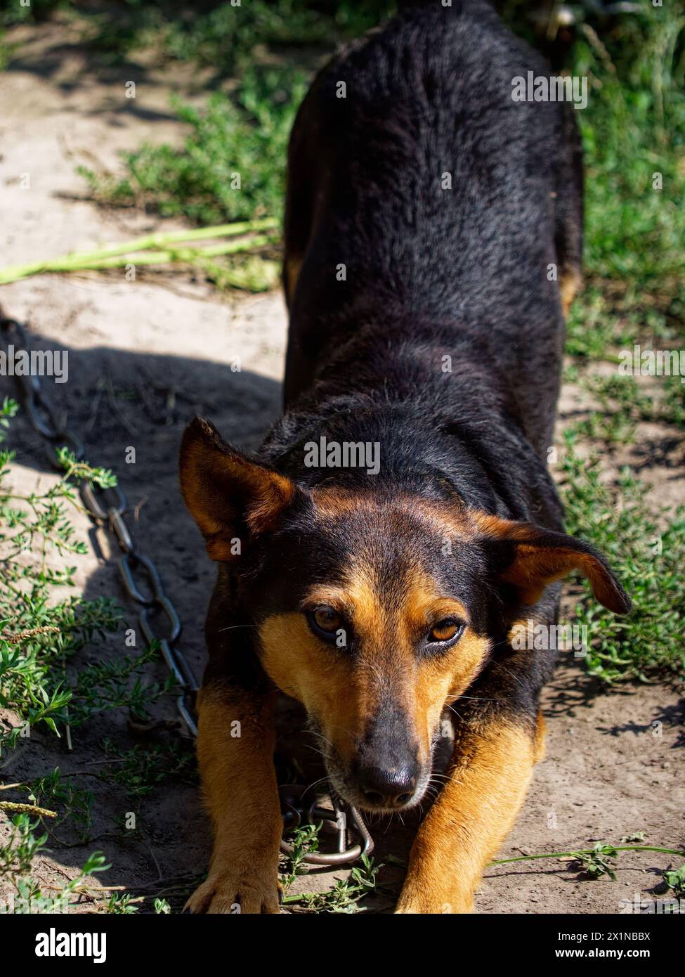 Un chien noir et bronzé attaché par une chaîne, les yeux vigilants, dans un cadre extérieur herbeux. L'image évoque un sentiment de restriction mais d'attention. Adapté Banque D'Images