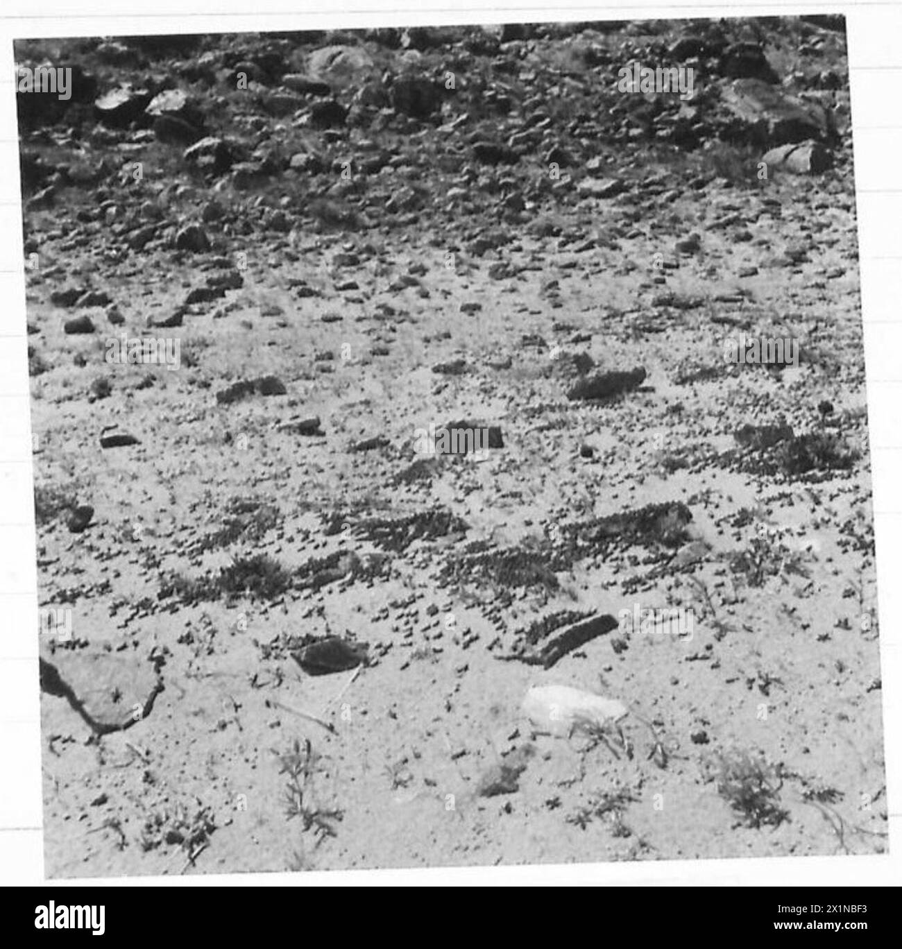 Les troupes alliées couvrent de longues distances dans des campagnes de contrôle des infestations acridiennes, ciblant les zones fortement touchées par les sauterelles pour protéger l'agriculture. Les opérations comprenaient la surveillance et l'éradication des populations de ravageurs. Banque D'Images