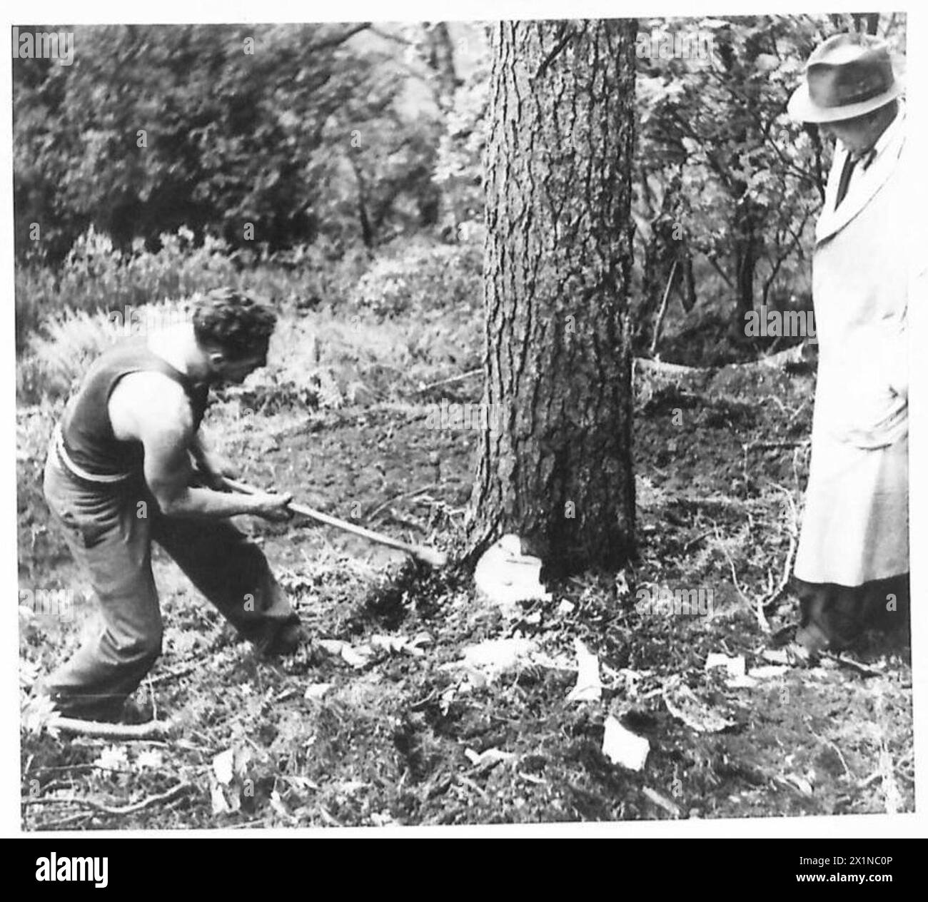 Mr. Bruce observe des bûcherons australiens en Écosse alors qu'ils abattaient des arbres à l'aide de haches. Une bûche brûlante sert de match de fortune pour le bûcheron. La scène met en lumière les pratiques forestières durant la période. Banque D'Images