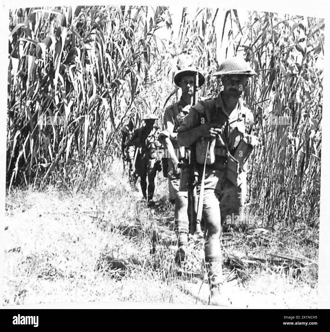 Les hommes de la compagnie d, Green Howards, 9e bataillon, avancent à travers une plantation de bambous au nord de Calatabiano alors que la 8e armée se déplace de la région de l'Etna vers Messine pendant la campagne de Sicile. Banque D'Images