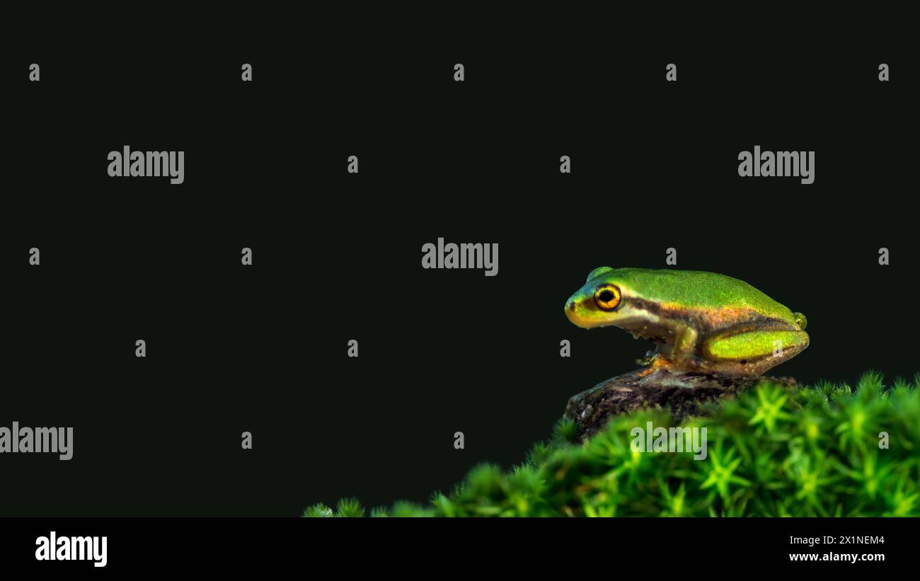 Un macro gros plan d'une minuscule grenouille verte assise sur un rocher entouré de mousse, vue de côté, fond vert foncé, minimalisme, espace de copie, espace négatif, Banque D'Images
