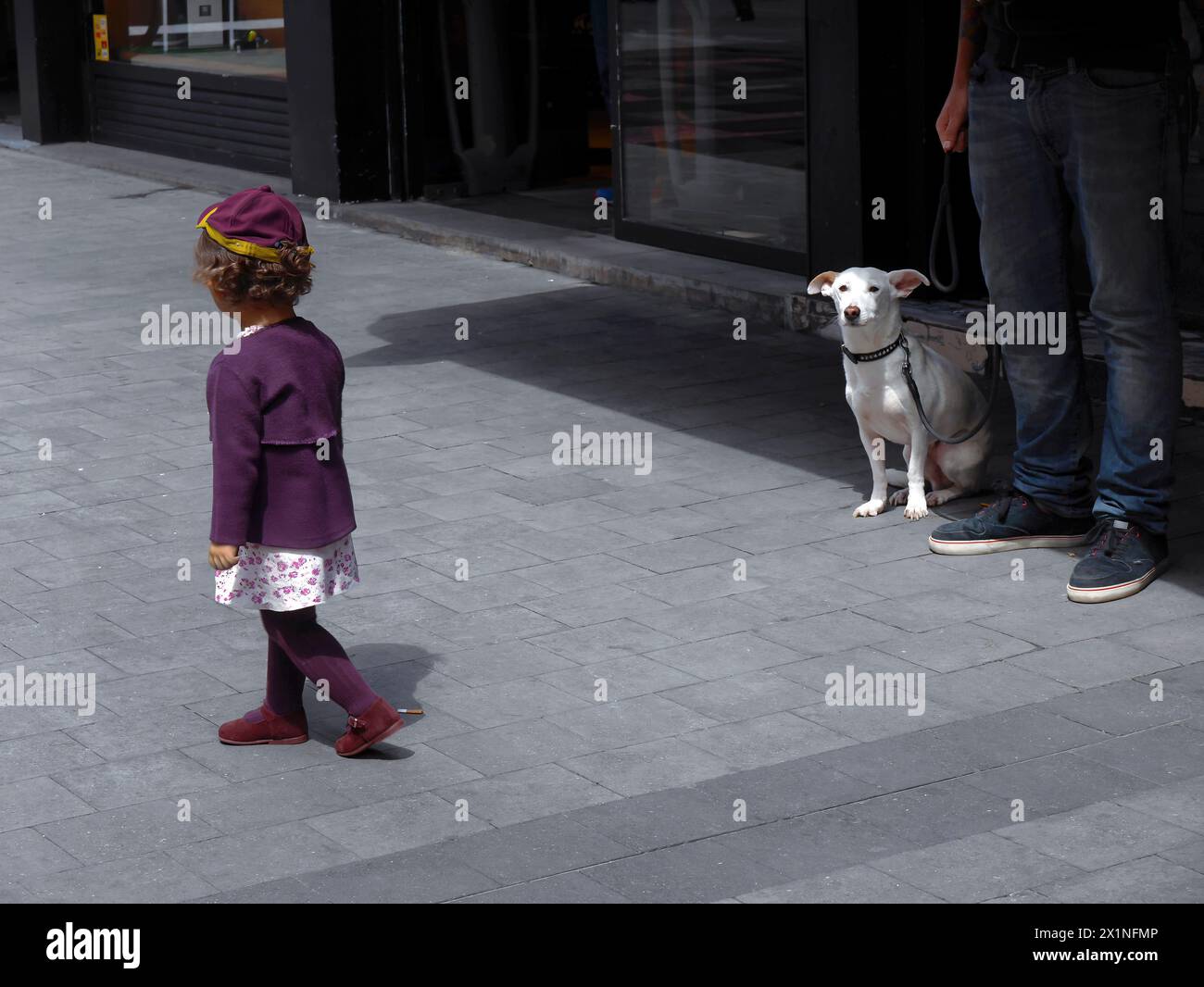 Petite fille en robe violette marche passant prudemment exprimant sa peur du chien blanc en laisse qui se tient debout avec son propriétaire, animal de compagnie, la vie locale en fou Banque D'Images