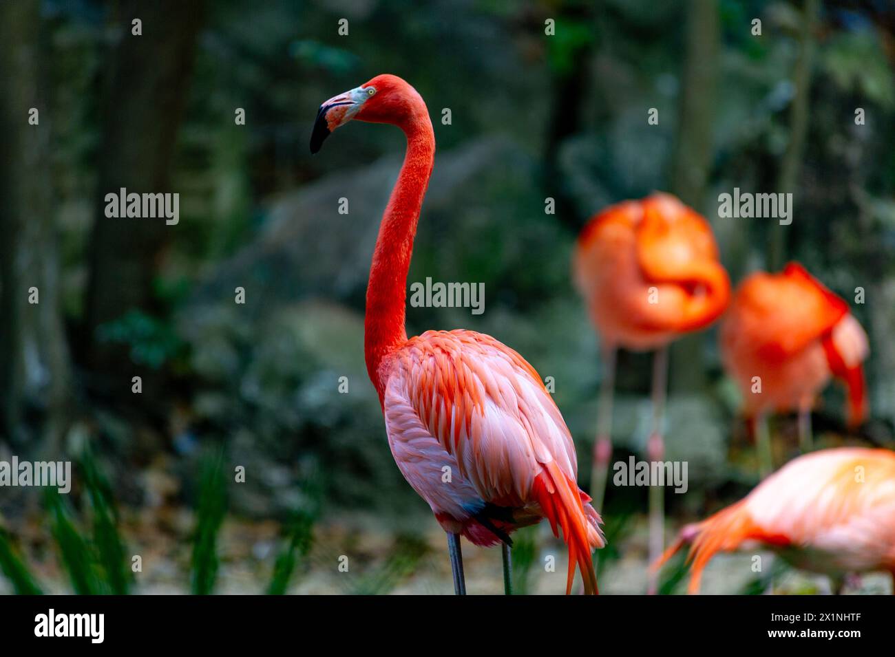 Flamingo, volière de Xaman Ha, Playa del Carmen, Mexique Banque D'Images