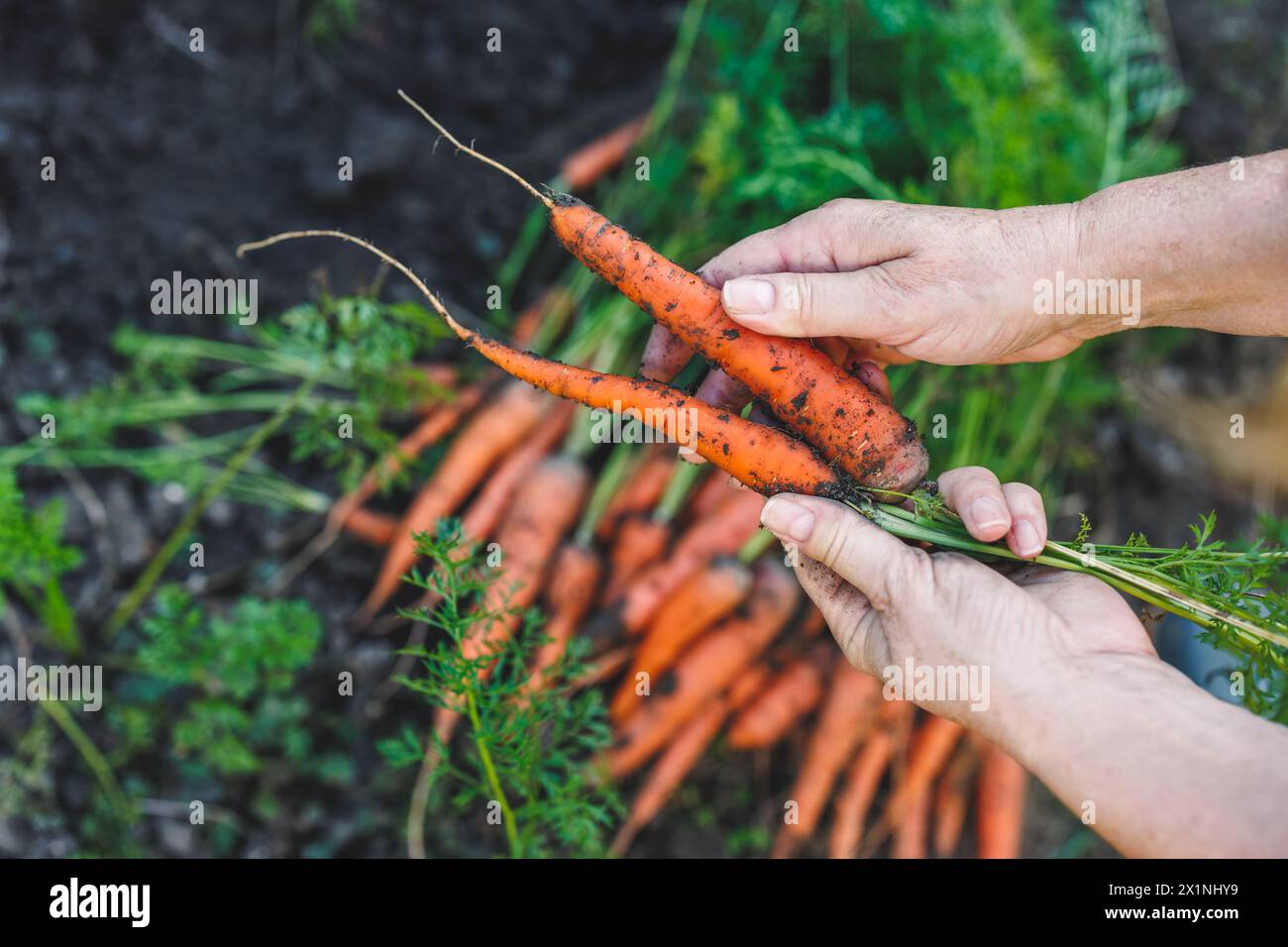 Mains tenant la carotte fraîche récoltée du potager. Produits locaux et jardinage biologique Banque D'Images