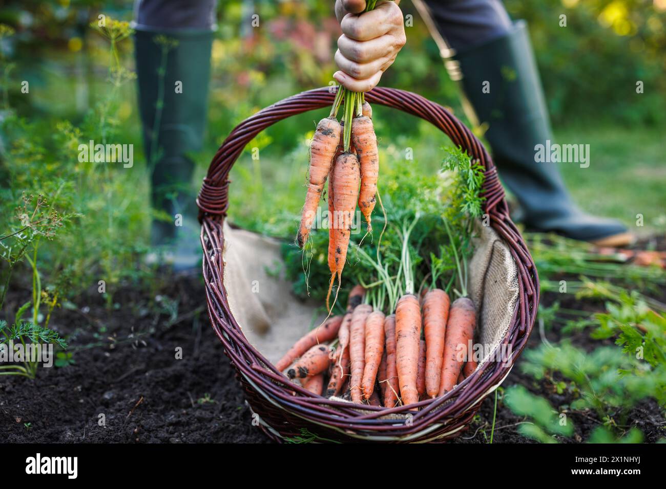 Agriculteur récoltant des carottes dans un potager biologique et les mettant dans un panier en osier Banque D'Images