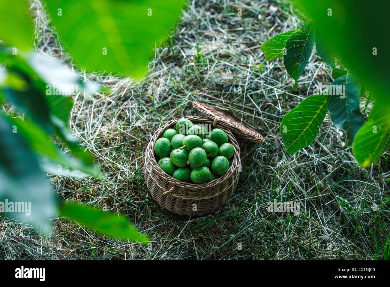 Noix verte non mûre récoltée dans un panier en osier pour la liqueur de noix maison Banque D'Images