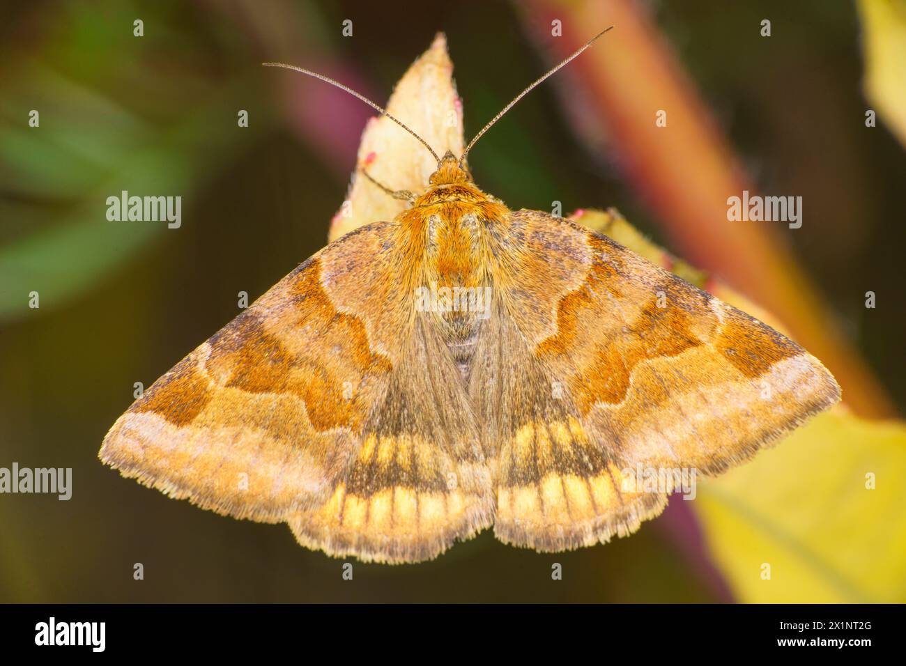 Euclidia glyphica famille Erebidae genre Euclidia Burnet compagnon papillon nature sauvage photographie d'insectes, image, papier peint Banque D'Images