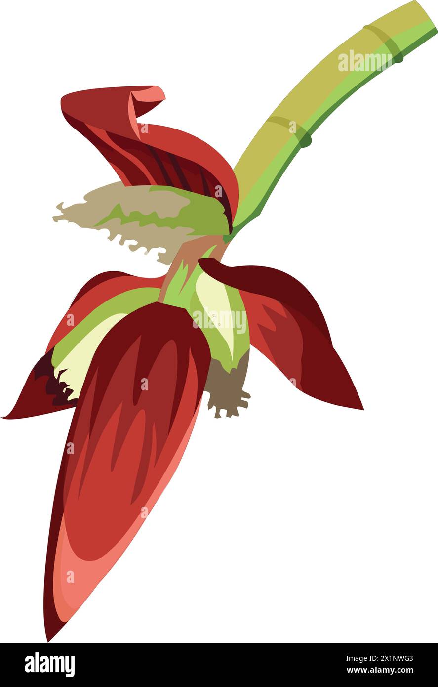 Illustration vectorielle de fleur de banane Illustration de Vecteur
