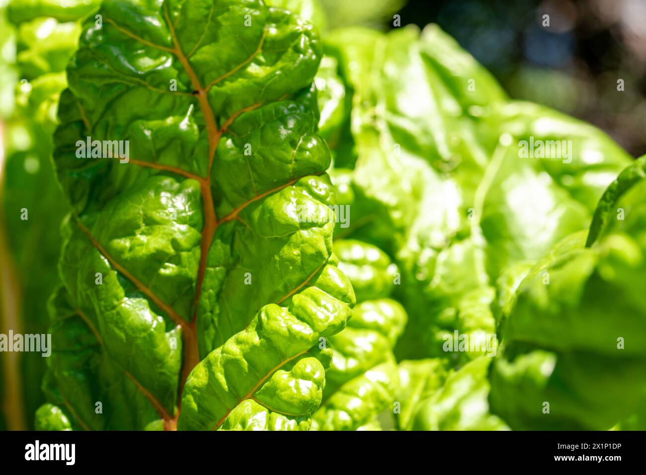 mangold dans le jardin biologique. Feuille de Mangold Banque D'Images