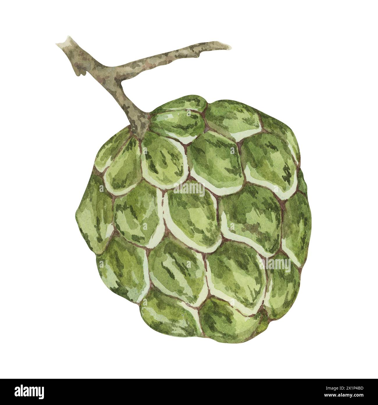 Fruits exotiques de cherimoya vert mûr sur le brunch des arbres. Illustration à l'aquarelle dessinée à la main de la pomme crème, clipart de pomme douce au sucre pour l'impression, l'emballage, les produits biologiques, scrapbooking, autocollants Banque D'Images