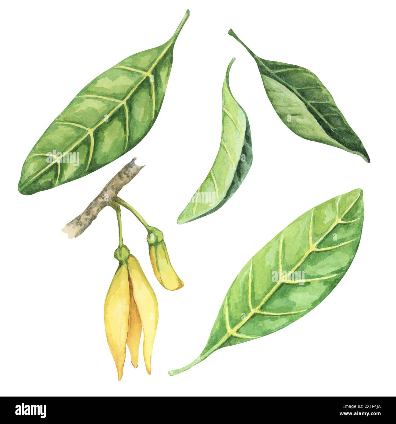 Feuilles vertes et fleur de fruit exotique cherimoya sur le brunch des arbres. Illustration aquarelle dessinée à la main de clipart de feuillage de pomme crème pour l'impression, l'emballage, les produits biologiques, scrapbooking, autocollants Banque D'Images