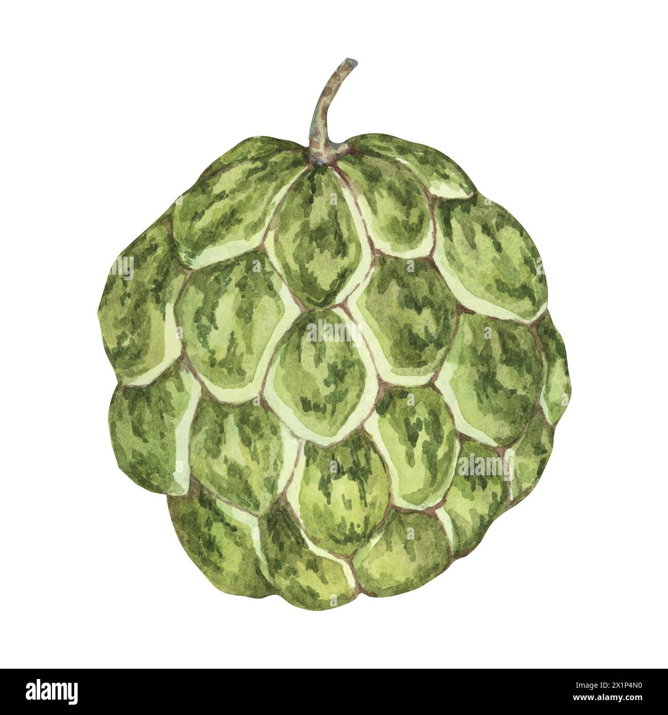 Œuvre d'art de fruits exotiques cherimoya vert mûr. Illustration à l'aquarelle dessinée à la main de la pomme crème, clipart de pomme douce au sucre pour l'impression, l'emballage, les produits biologiques, scrapbooking, autocollants Banque D'Images
